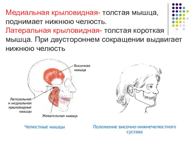 Медиальная крыловидная- толстая мышца, поднимает нижнюю челюсть. Латеральная крыловидная- толстая