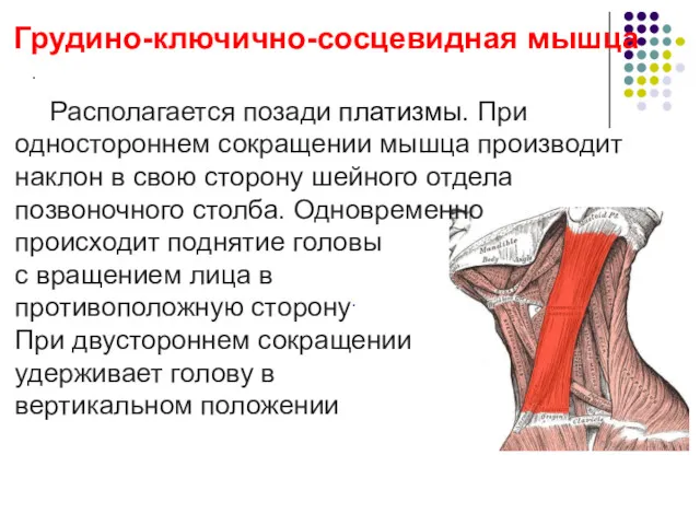 Грудино-ключично-сосцевидная мышца . Располагается позади платизмы. При одностороннем сокращении мышца