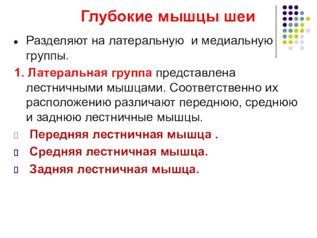 Глубокие мышцы шеи Разделяют на латеральную и медиальную группы. 1.