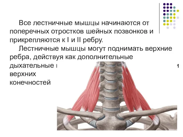 Все лестничные мышцы начинаются от поперечных отростков шейных позвонков и