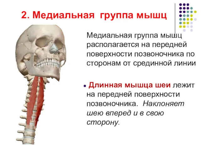 2. Медиальная группа мышц Медиальная группа мышц располагается на передней