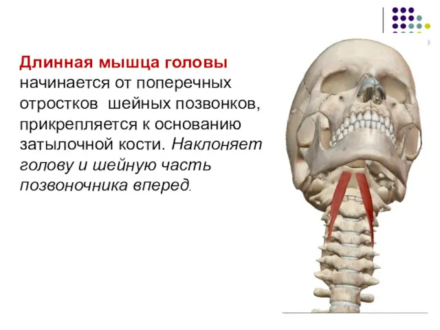 Длинная мышца головы начинается от поперечных отростков шейных позвонков, прикрепляется