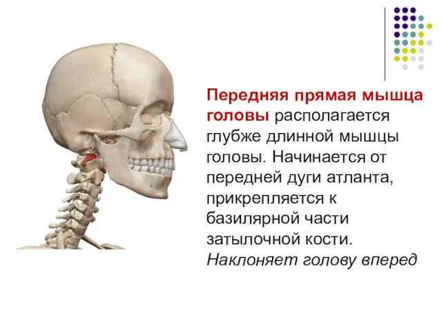 Передняя прямая мышца головы располагается глубже длинной мышцы головы. Начинается