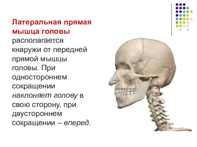 Латеральная прямая мышца головы располагается кнаружи от передней прямой мышцы