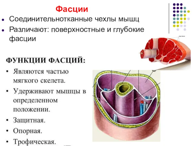 Фасции Соединительнотканные чехлы мышц Различают: поверхностные и глубокие фасции