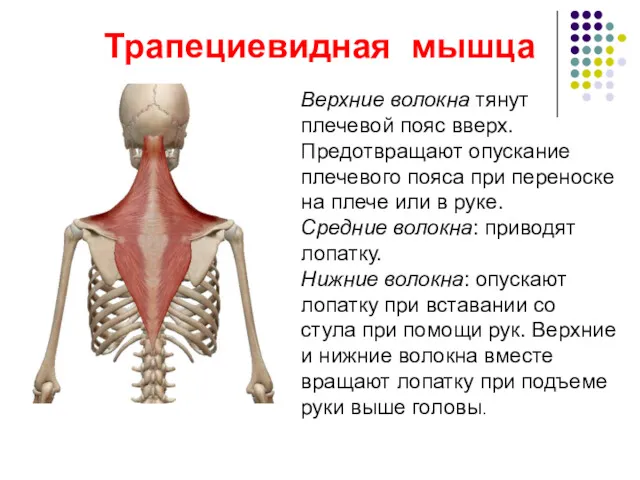 Трапециевидная мышца Верхние волокна тянут плечевой пояс вверх. Предотвращают опускание