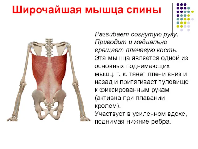 Широчайшая мышца спины Разгибает согнутую руку. Приводит и медиально вращает