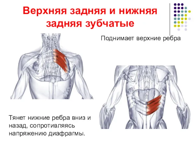 Верхняя задняя и нижняя задняя зубчатые Поднимает верхние ребра Тянет