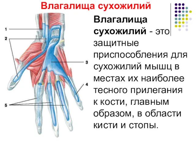 Влагалища сухожилий Влагалища сухожилий - это защитные приспособления для сухожилий