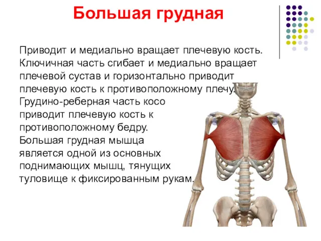 Большая грудная Приводит и медиально вращает плечевую кость. Ключичная часть