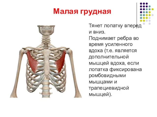 Тянет лопатку вперед и вниз. Поднимает ребра во время усиленного