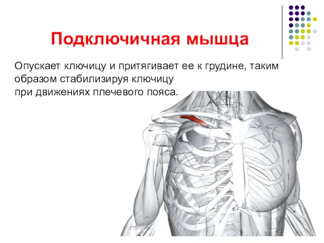 Подключичная мышца Опускает ключицу и притягивает ее к грудине, таким