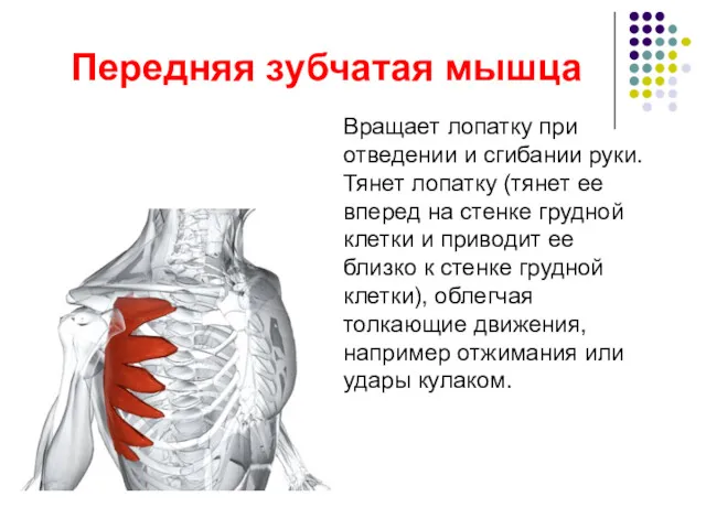 Передняя зубчатая мышца Вращает лопатку при отведении и сгибании руки.