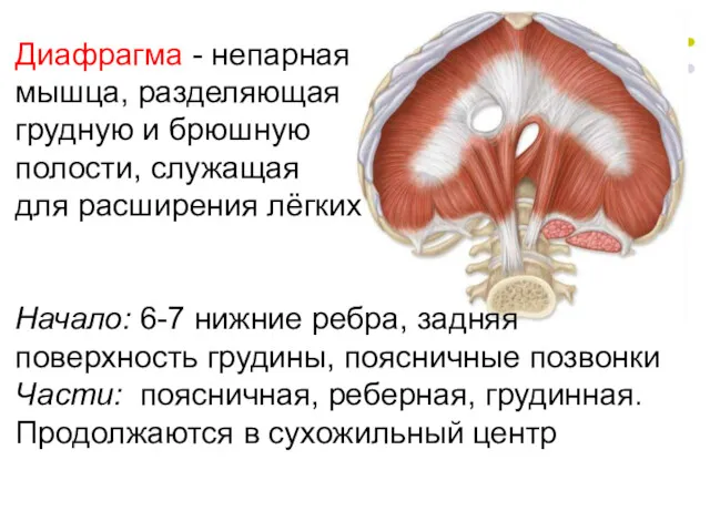 Диафрагма - непарная мышца, разделяющая грудную и брюшную полости, служащая