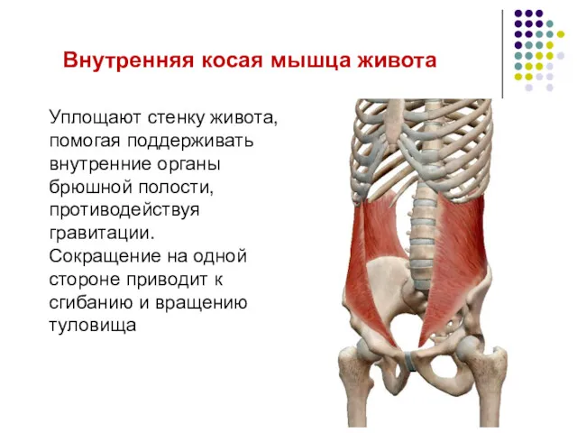 Уплощают стенку живота, помогая поддерживать внутренние органы брюшной полости, противодействуя