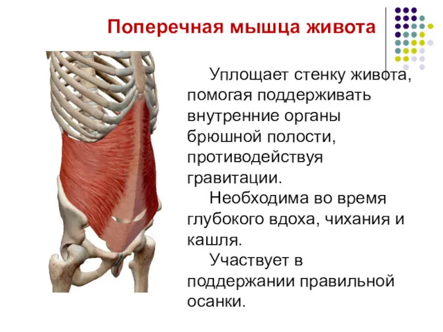 Уплощает стенку живота, помогая поддерживать внутренние органы брюшной полости, противодействуя