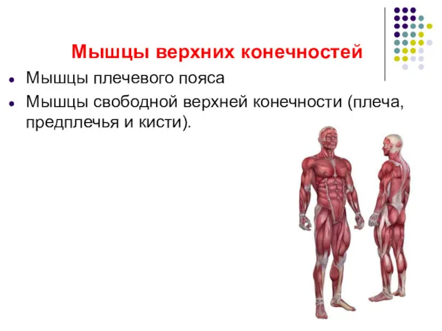 Мышцы верхних конечностей Мышцы плечевого пояса Мышцы свободной верхней конечности (плеча, предплечья и кисти).