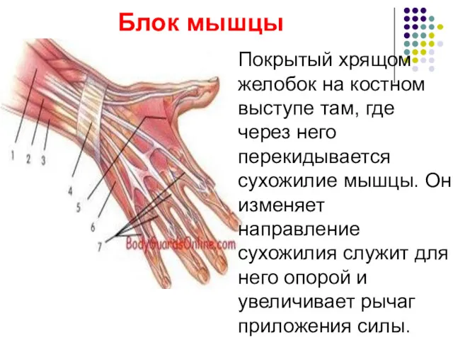 Блок мышцы Покрытый хрящом желобок на костном выступе там, где