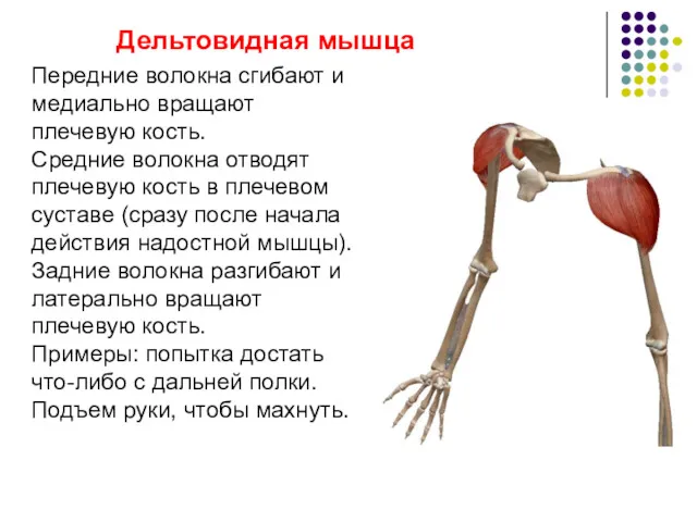 Дельтовидная мышца Передние волокна сгибают и медиально вращают плечевую кость.