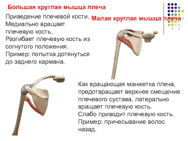 Большая круглая мышца плеча Приведение плечевой кости. Медиально вращает плечевую