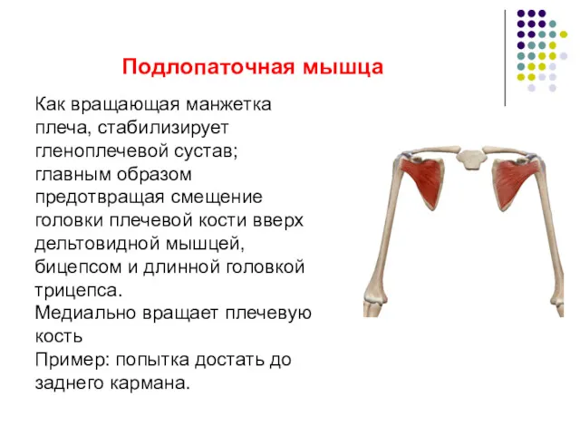 Подлопаточная мышца Как вращающая манжетка плеча, стабилизирует гленоплечевой сустав; главным