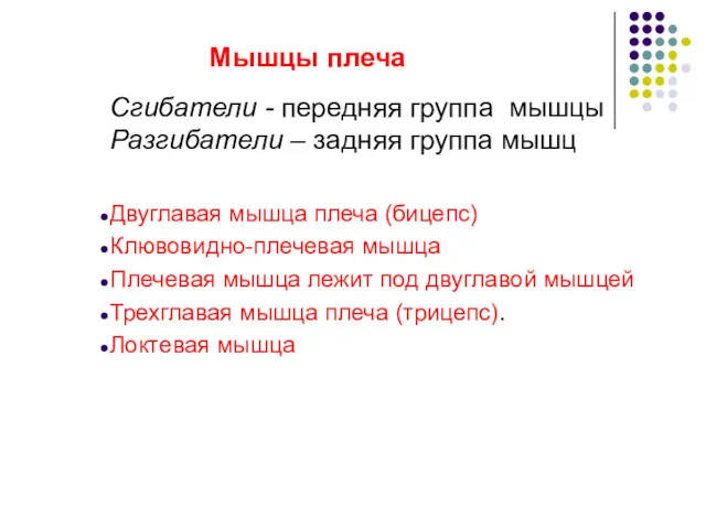 Мышцы плеча Сгибатели - передняя группа мышцы Разгибатели – задняя