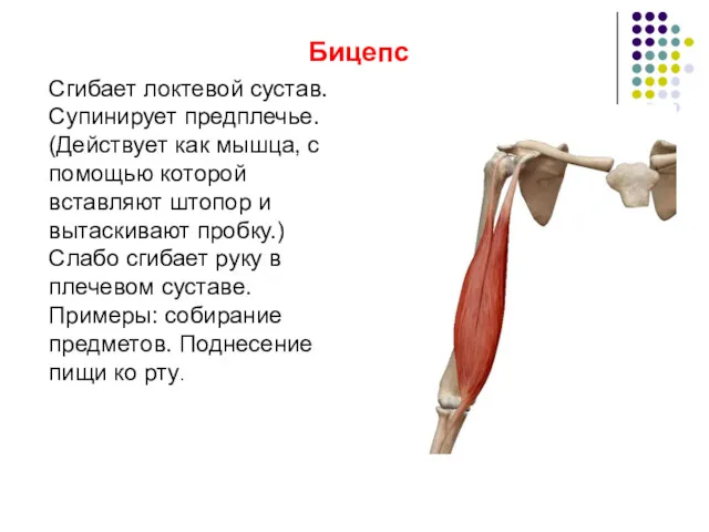 Бицепс Сгибает локтевой сустав. Супинирует предплечье. (Действует как мышца, с