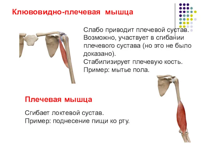 Клювовидно-плечевая мышца Слабо приводит плечевой сустав. Возможно, участвует в сгибании