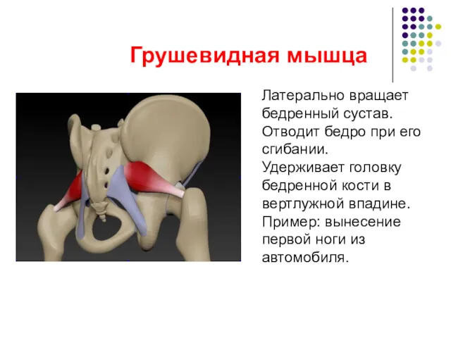 Грушевидная мышца Латерально вращает бедренный сустав. Отводит бедро при его