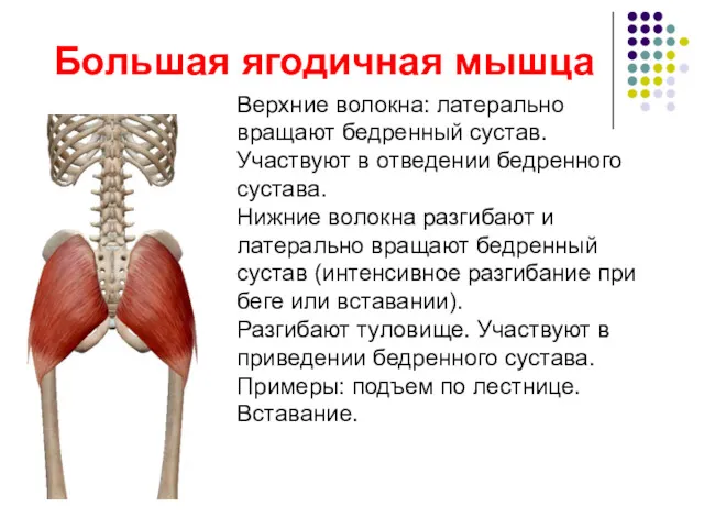 Большая ягодичная мышца Верхние волокна: латерально вращают бедренный сустав. Участвуют