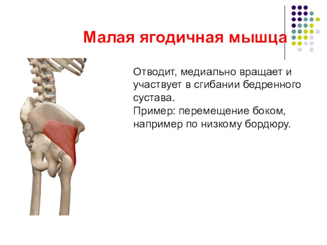 Малая ягодичная мышца Отводит, медиально вращает и участвует в сгибании