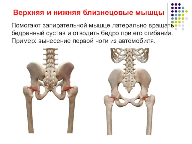 Верхняя и нижняя близнецовые мышцы Помогают запирательной мышце латерально вращать