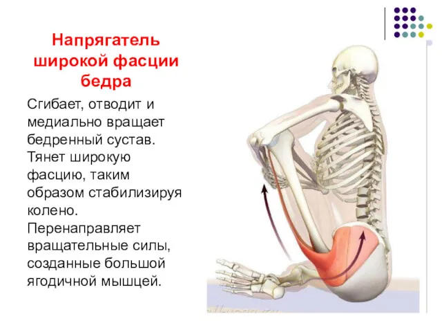 Напрягатель широкой фасции бедра Сгибает, отводит и медиально вращает бедренный