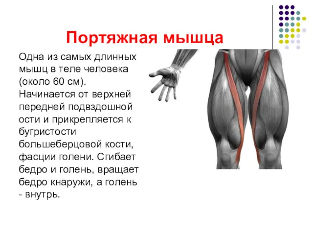 Портяжная мышца Одна из самых длинных мышц в теле человека