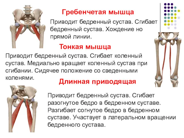 Гребенчетая мышца Приводит бедренный сустав. Сгибает бедренный сустав. Хождение но