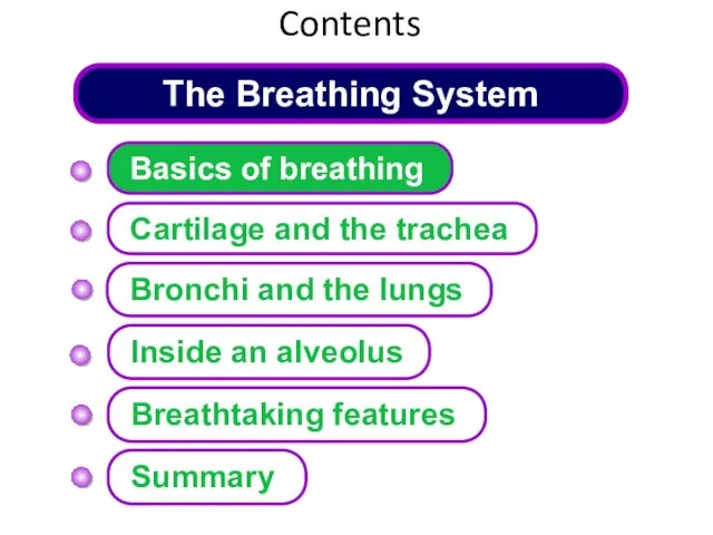 The Breathing System Cartilage and the trachea Basics of breathing