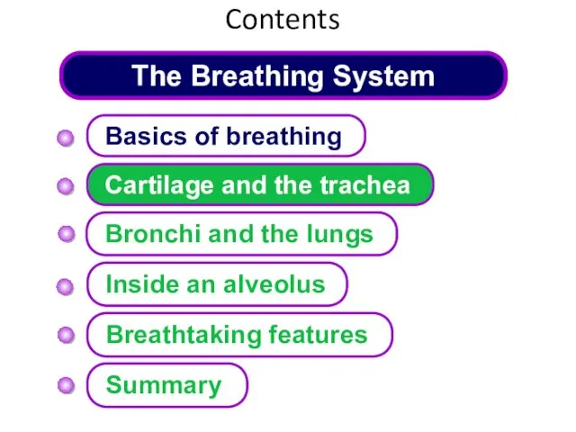 The Breathing System Cartilage and the trachea Basics of breathing