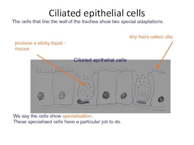 The cells that line the wall of the trachea show