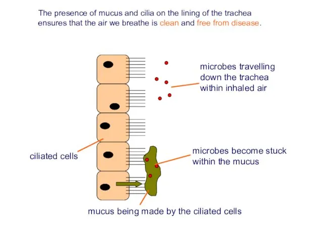The presence of mucus and cilia on the lining of