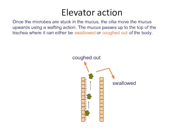 Once the microbes are stuck in the mucus, the cilia