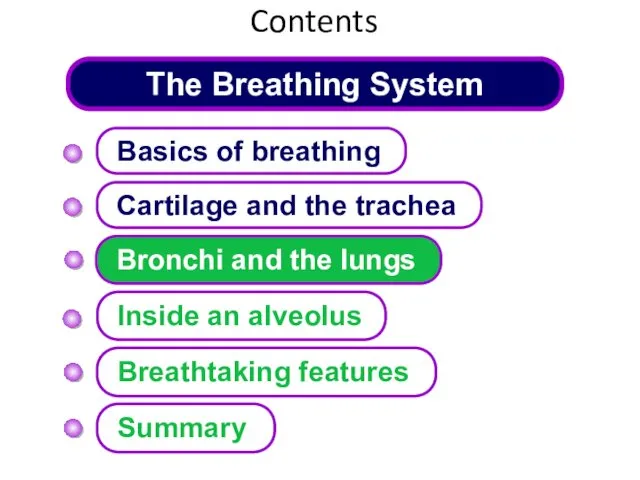 The Breathing System Cartilage and the trachea Basics of breathing