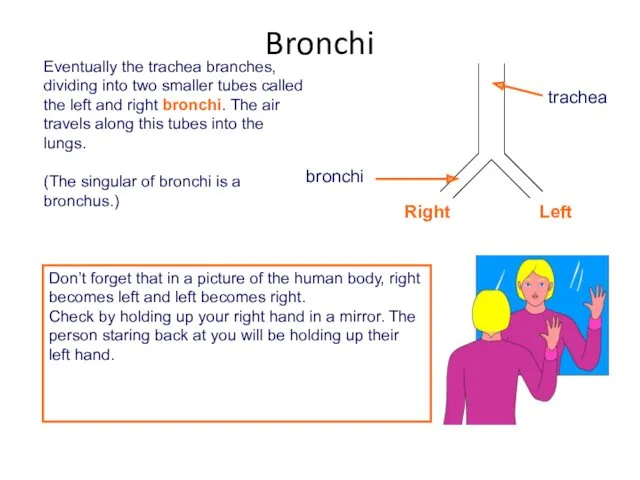 Eventually the trachea branches, dividing into two smaller tubes called