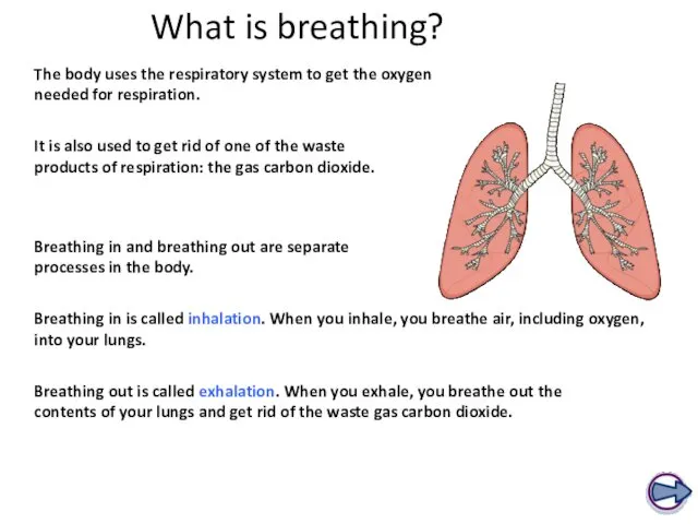 What is breathing? The body uses the respiratory system to