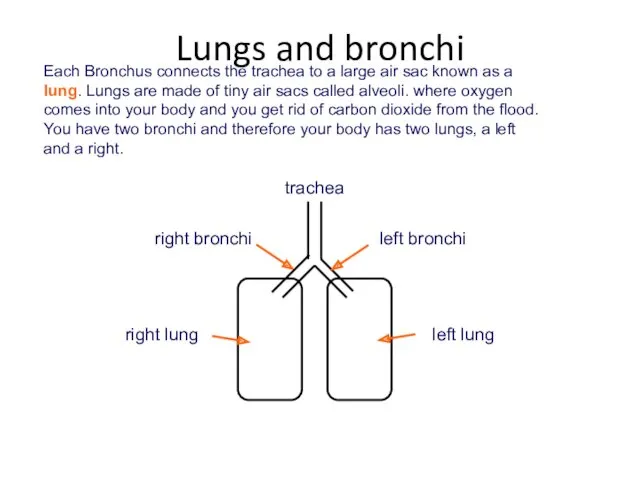 Each Bronchus connects the trachea to a large air sac