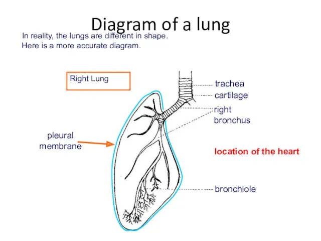 In reality, the lungs are different in shape. Here is