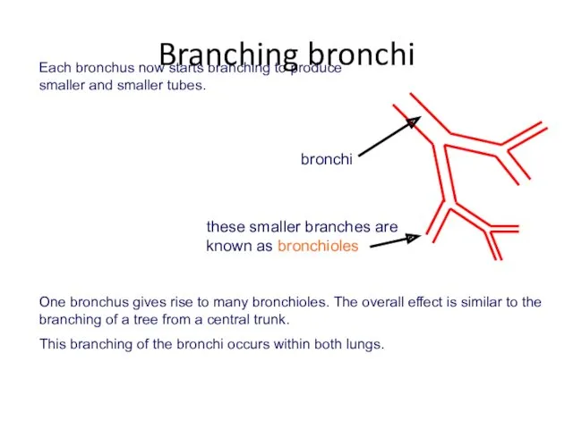 bronchi these smaller branches are known as bronchioles Each bronchus