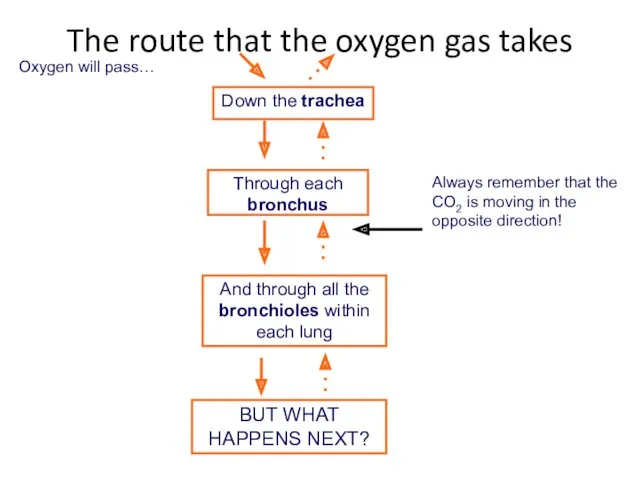 Down the trachea Through each bronchus And through all the