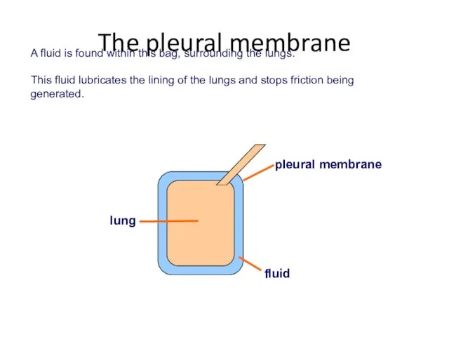 A fluid is found within this bag, surrounding the lungs.