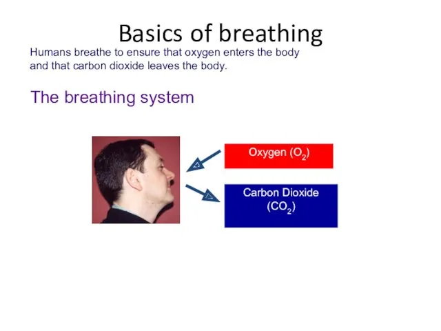 Humans breathe to ensure that oxygen enters the body and