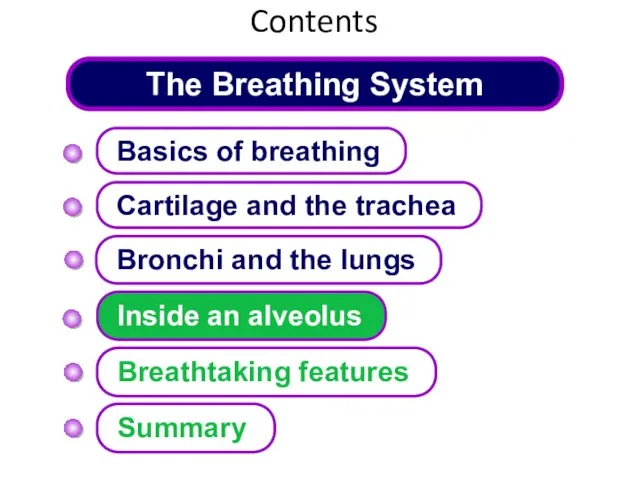 The Breathing System Cartilage and the trachea Basics of breathing